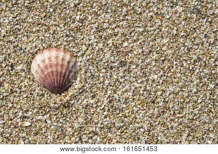 Shell of pecten ponticus on sand in sunny day