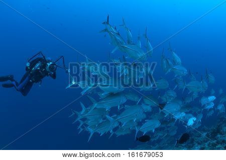 Coral Life Diving Sudan Soudan Red Sea Safari