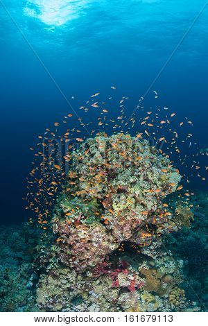 Coral Life Diving Sudan Soudan Red Sea Safari