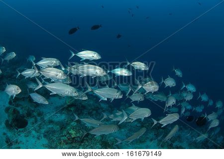 Coral Life Diving Sudan Soudan Red Sea Safari
