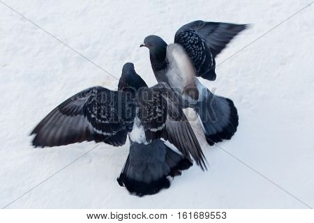 Pigeons on a frosty winter day sitting in the snow