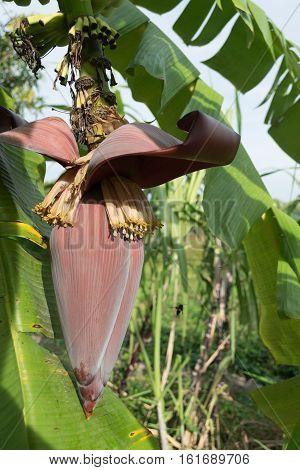 Banana blossom and bunch on tree in the garden at Thailand