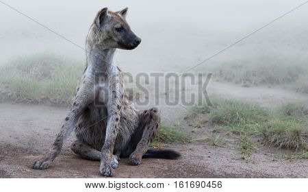 Wild, sitting animal, mammal African Wild Dog.