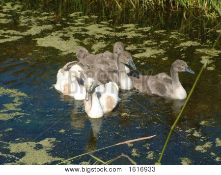 Cygnet Ausschuss