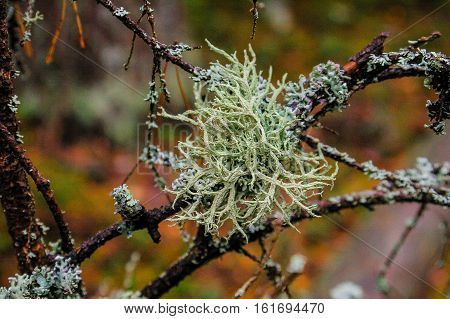 silver moss on branches in the wood