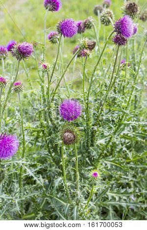 Thistle beaked (lat. Carduus uncinatus Bieb.). Wild medicinal plants of Siberia