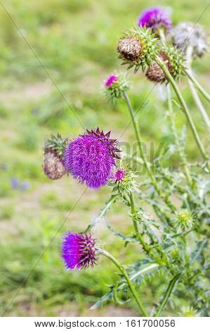 Thistle beaked (lat. Carduus uncinatus Bieb.). Wild medicinal plants of Siberia