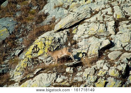 Capricorn climbs the mountain in russia taiga