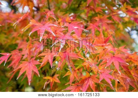 red and green autumn leaves with blue background