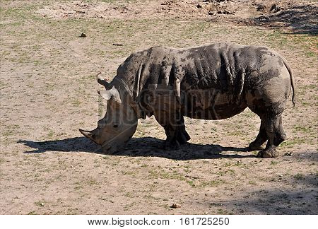 view of the dangerous African animals in nature - rhino