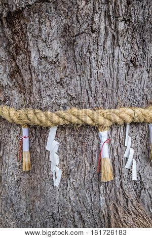 A Traditional Japanese Yorishiro line surrounding a tree