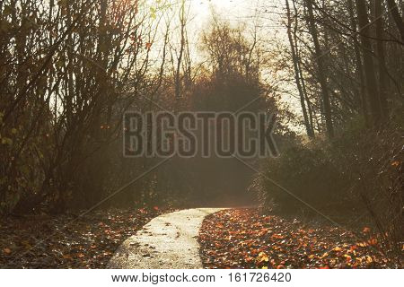 morning end of autumn path to unknown woods, darker