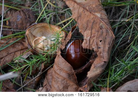 Ripe brown chestnut fruit lying on the green grass