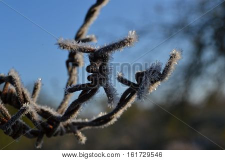 Barbed wire in hoarfrost against the blue sky