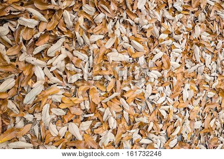 Brown dead leaves covering the ground texture