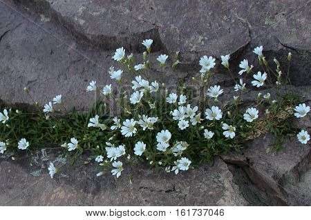 The view of white mountain flowers grow between the rocks.