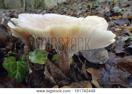 Two Trooping Funnel Fungi in woodland - Clitocybe geotropa