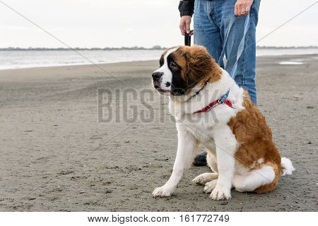 Saint Bernard on the beach waiting with person