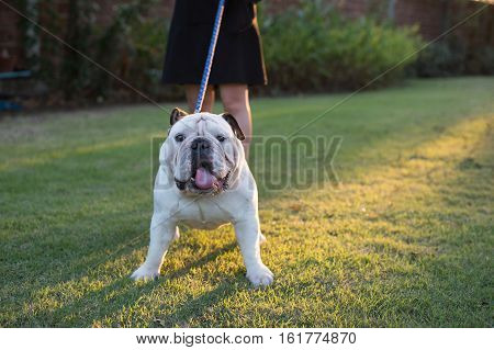A woman is walking in city park with English Bulldog.
