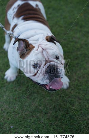White English Bulldog stand on the ground and show tongue
