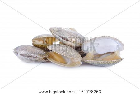 fresh baby clam or surf clam on white background