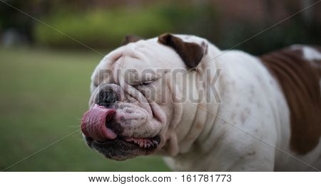 White English Bulldog stand on the grass and show tongue