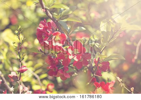 Rhododendron ponticum is a dense suckering shrub or small tree native to southern Europe and southwest Asia.