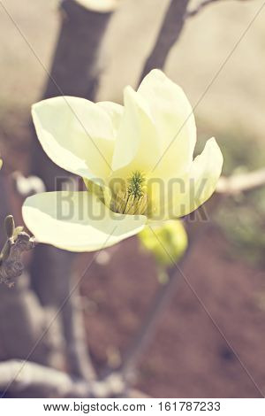 Blooming magnolia branch on a tree in the garden. Flowering magnolia tree densely covered with beautiful fresh white flowers