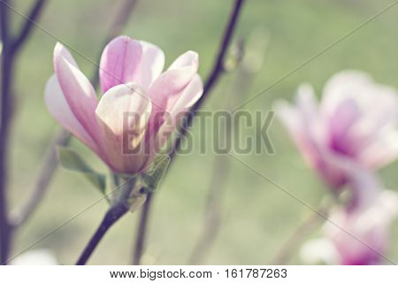 Blooming magnolia branch on a tree in the garden. Flowering magnolia tree densely covered with beautiful fresh pink flowers