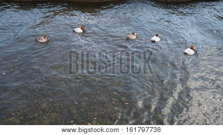 Five little ducks swimming and river waving.