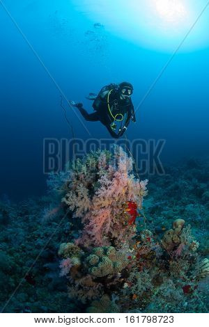 Diver Coral Life Diving Sudan Soudan Red Sea Safari