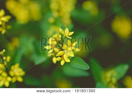 Cute Little Yellow Flowers On Green Leaves Background