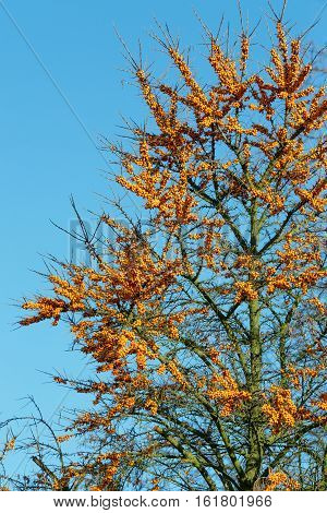 Sea Buckthorn Tree