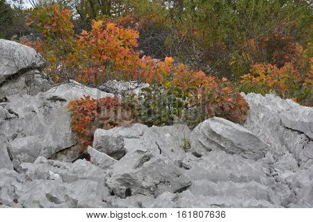 Autumn colours on display in the Carso karst limestone area of Friuli near Aurisina in north east Italy.