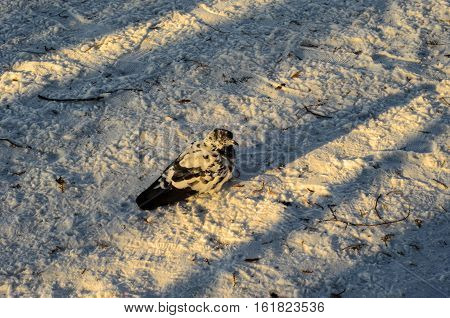 Pigeon on a snow in a city park