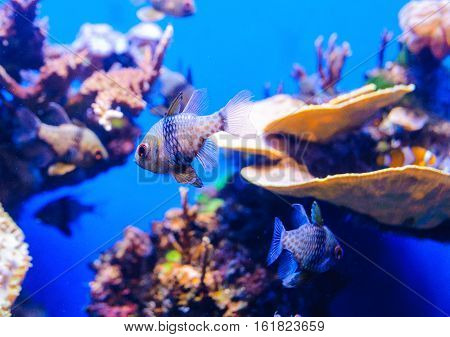 Fishes in aquarium. shallow deep field. Focus on fish