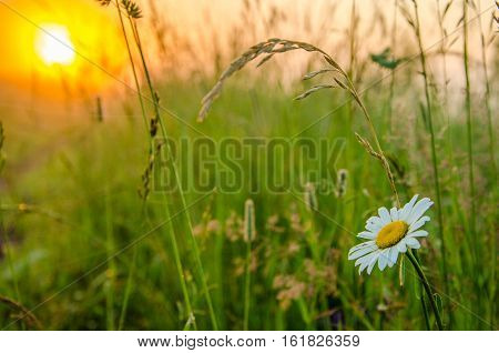 on a green lawn in the early foggy morning . dew on the lush green grass a summer misty morning. the sun's rays fall on the wet grass and flowers. Flower in thick morning fog