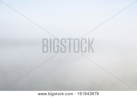 thick morning mist in coniferous forest. sunrise in dense fog in the coniferous forest. coniferous trees, thickets of green forest.