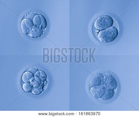 Human Cells Egg