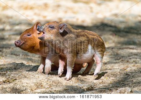 Two baby pigs playing together in the zoo