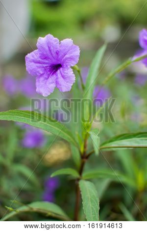 Purple flowers on beautiful nature bokeh background.