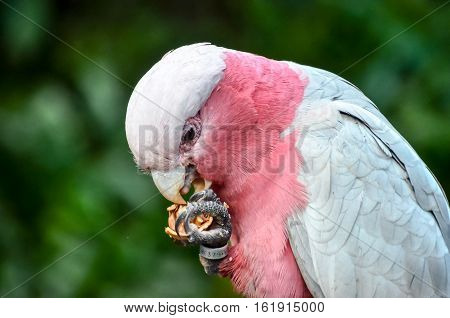 Parrot Tropical Bird