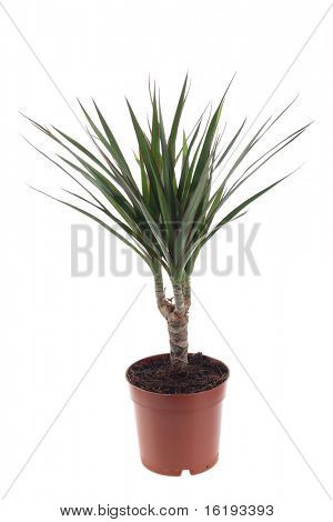 Dracena