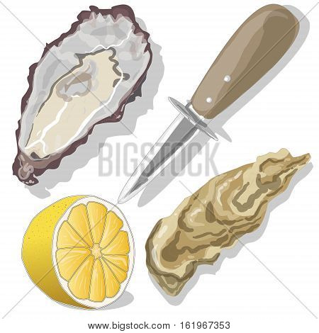 Shucked Oysters with lemon on whight background
