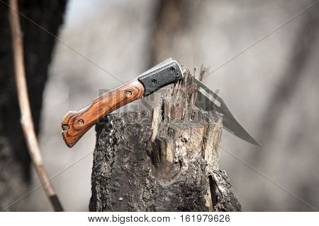 sharp pocket knife on the log on nature