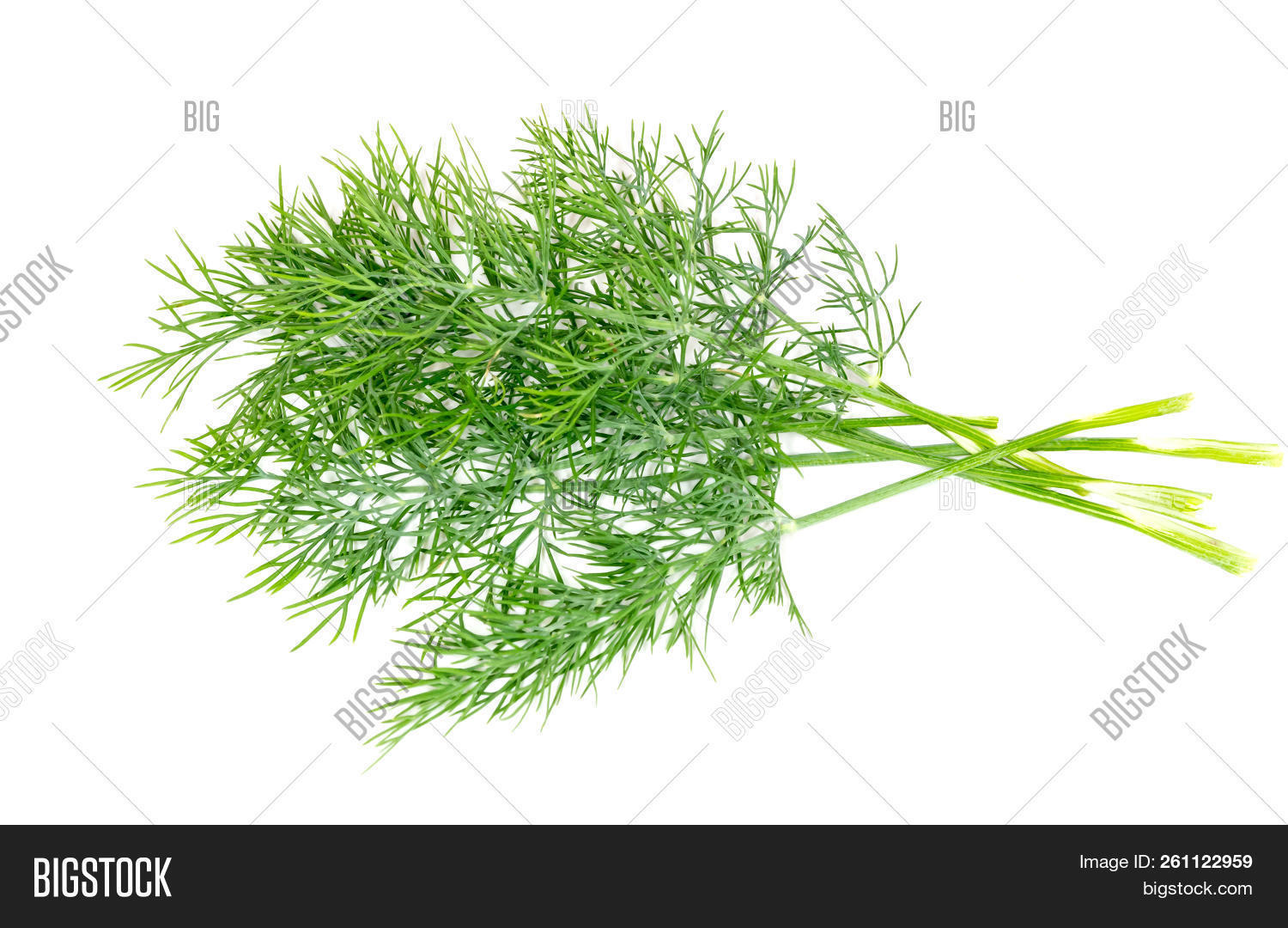 Dill. Dill Branch On Image & Photo (Free Trial) Bigstock