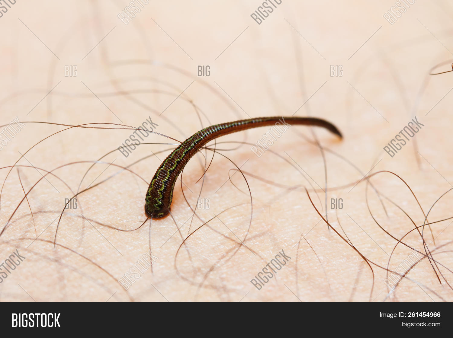 Tropical Land Leech/ Image & Photo (Free Trial) Bigstock