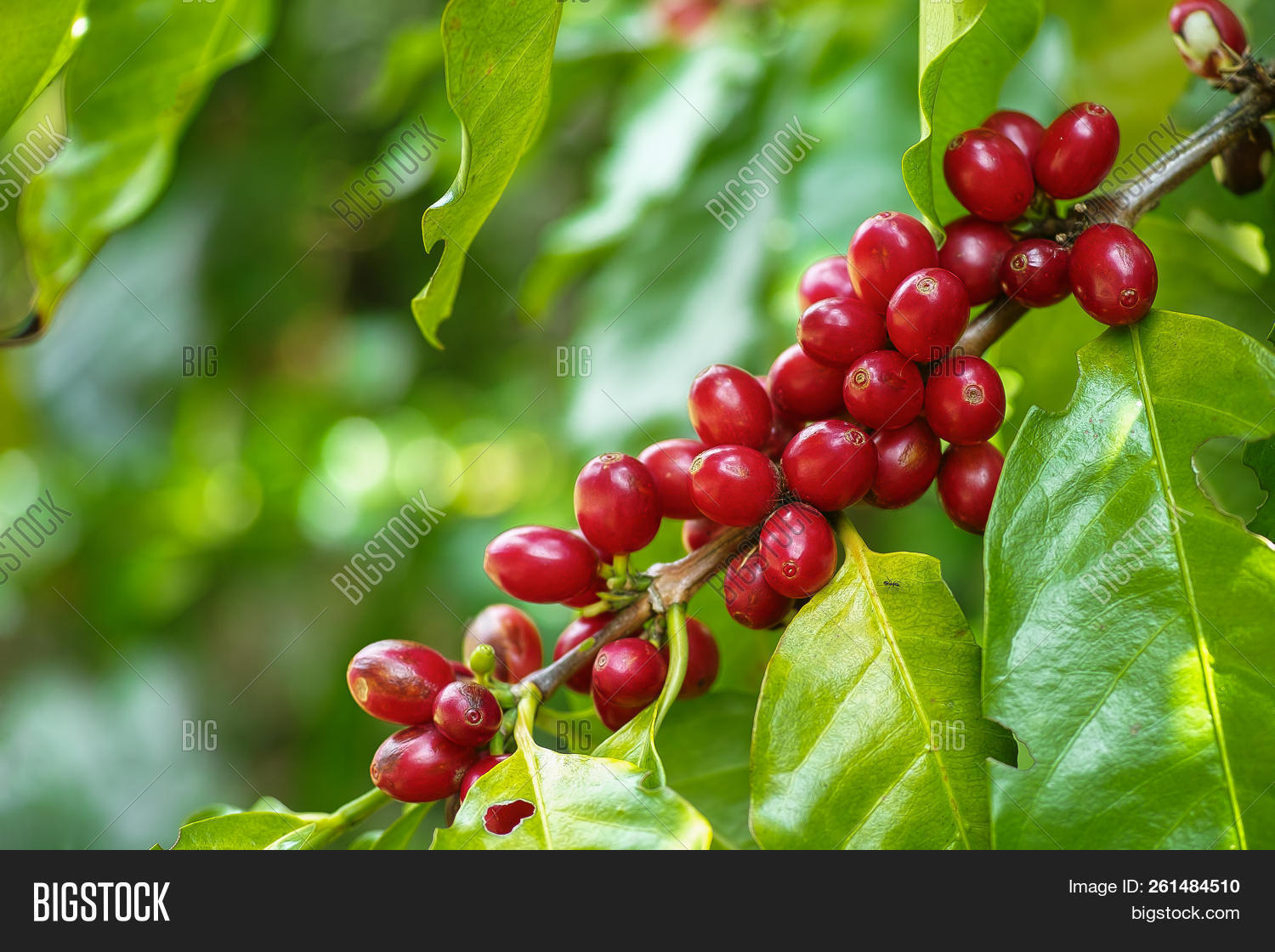 Red Cherry Coffee Image & Photo (Free Trial) Bigstock