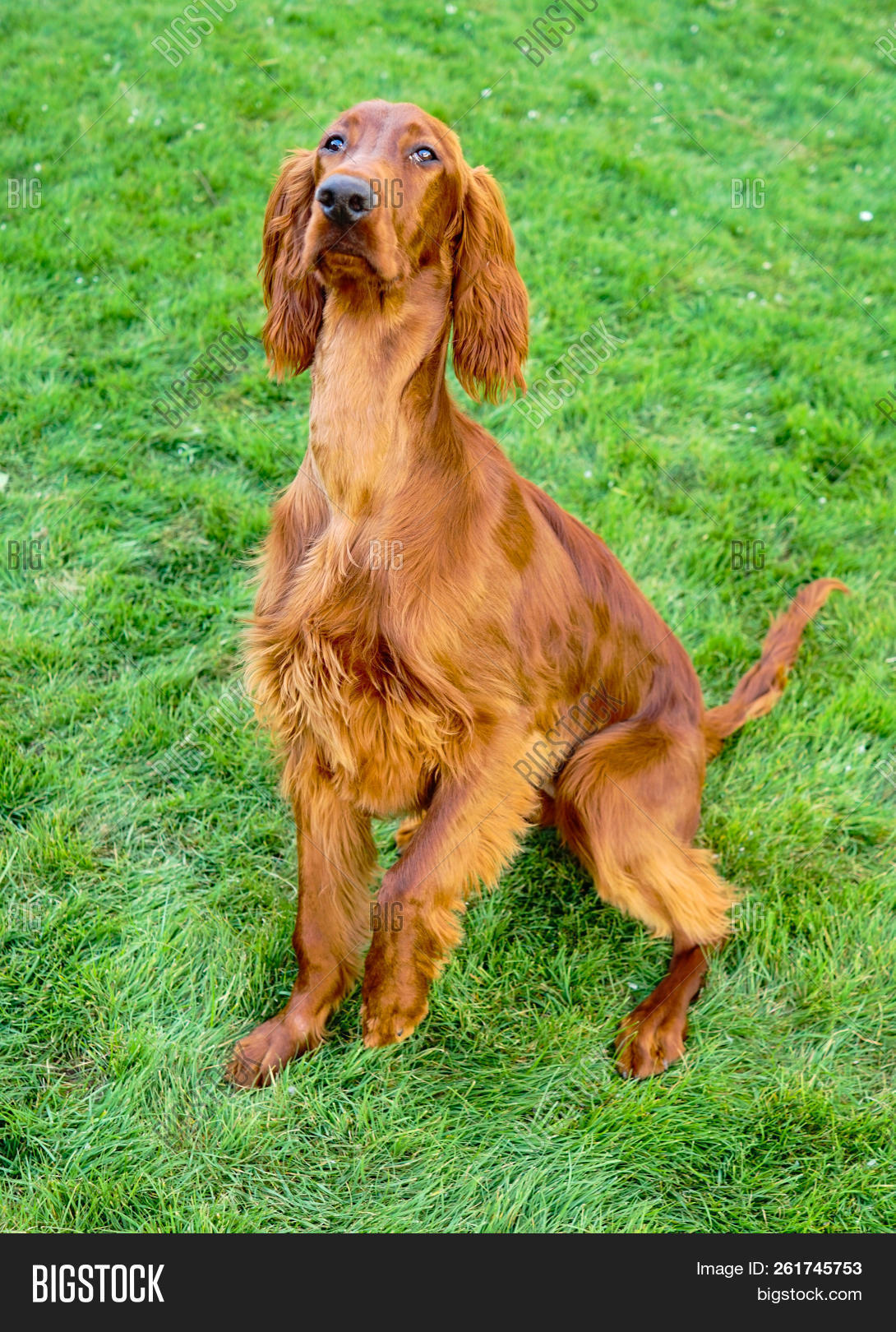 Young Irish Setter Image & Photo (Free Trial) | Bigstock