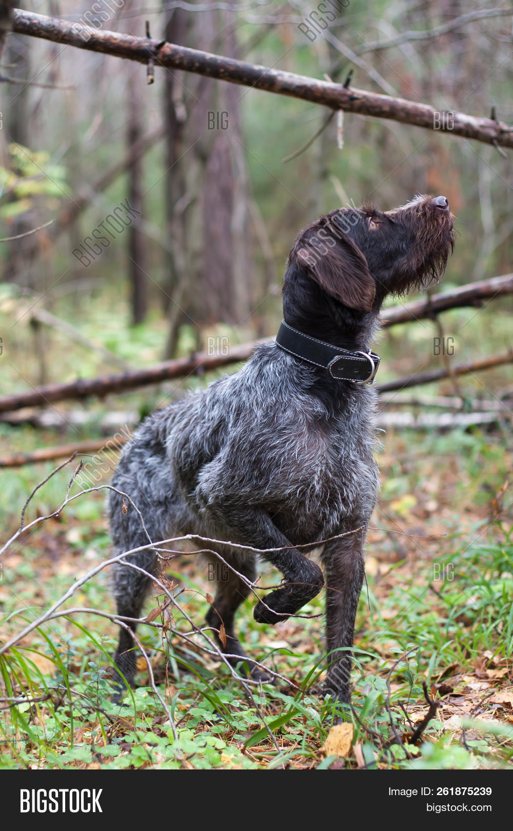 german wirehaired hunting dog